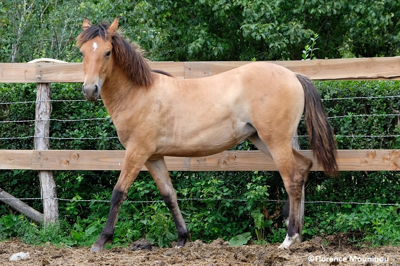 levage de chevaux Mustang Pays de La Loire RANCH DES PICLENDECHES